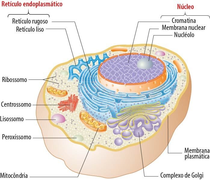 Boer | M1 | Aula 2 | Célula: unidade básica estrutural da vida 1 - Saúde